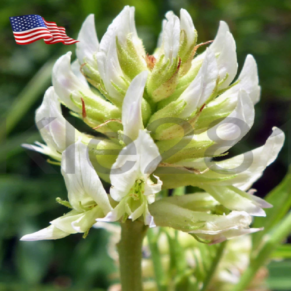 Licorice Root Live Plant - Natural Sweetener Perennial - Glycyrrhiza Lepidota - Native Herb for Gardens and Landscapes