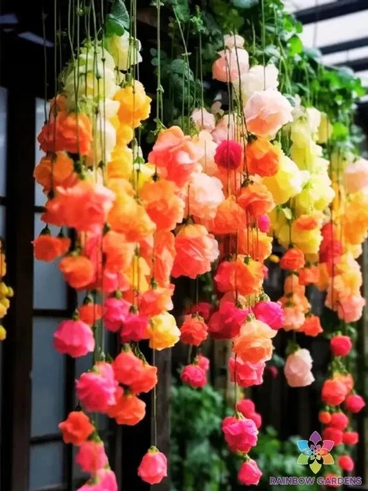 25+ Rainbow Weeping Begonia Seeds for Garden Planting - USA - Non-GMO, Easy to Grow, Colorful Begonia (Begonia spp.)