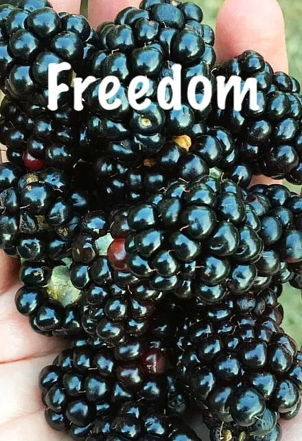 Live Thornless Blackberry Plants - 2 PRIME ARK FREEDOM, Cold Hardy, Produces 2 Crops - Rubus fruticosus