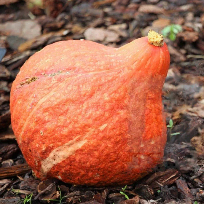 Golden Hubbard Squash Seeds - Organic Winter Vegetable for 2025 Planting - Cucurbita maxima