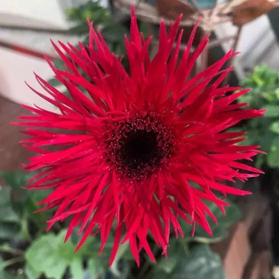 50+ Red Gerbera Spider Daisy Seeds for Garden Planting - Gerbera jamesonii - USA Grown, Easy to Grow, Vibrant Flowers