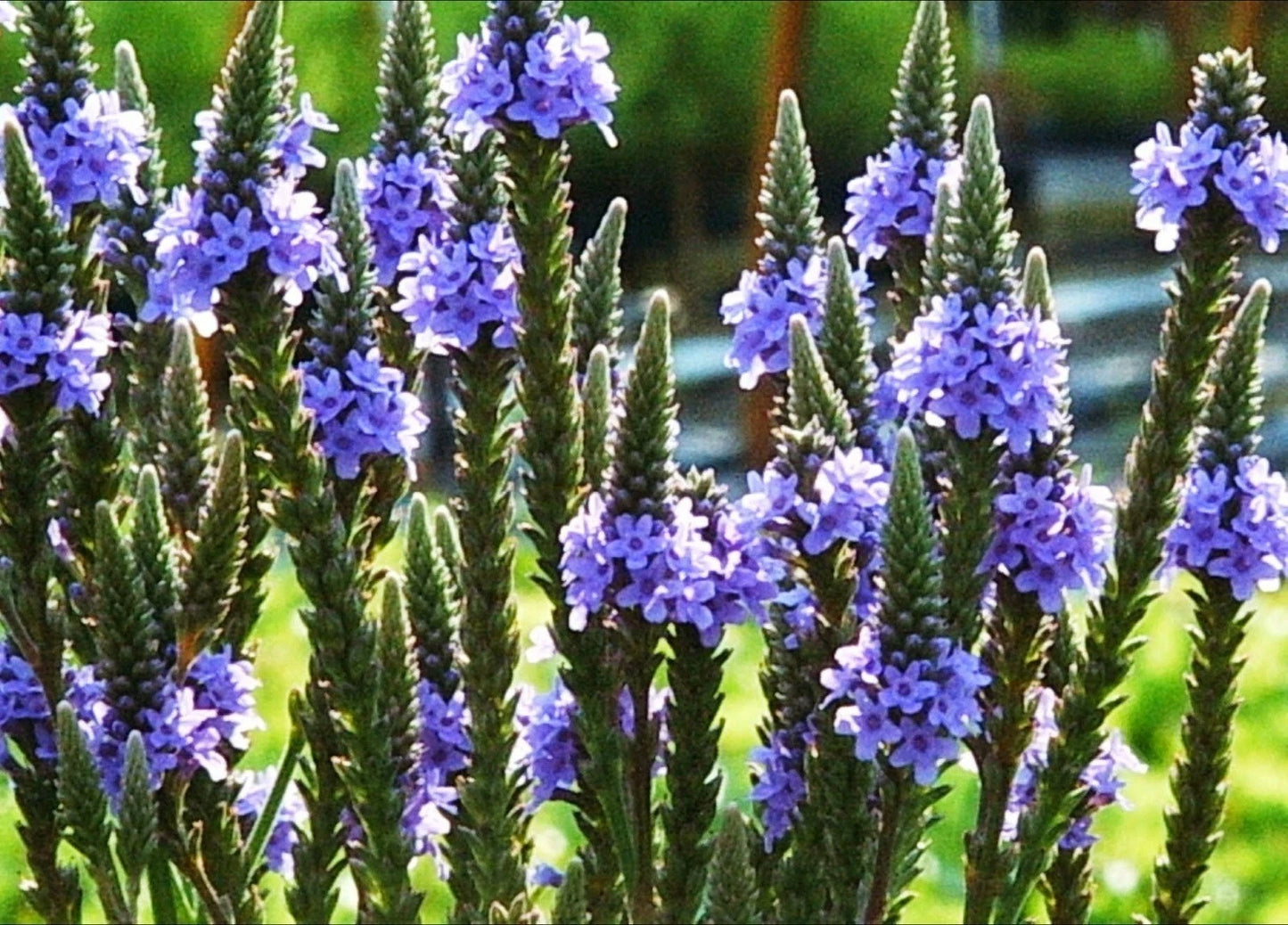 Blue Vervain Seeds - 201+ Perennial Wildflower for Herb Tea - Drought Tolerant (Verbena hastata)