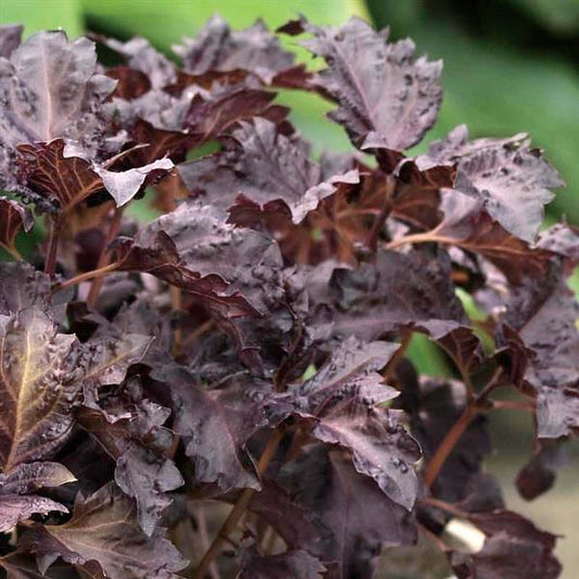 Basil Seeds - Purple Ruffles Variety - Fresh Basil Seed (Ocimum basilicum) for Herb Garden