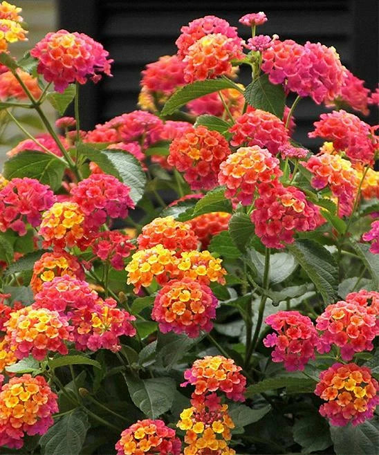 50 Verbena Seeds - Pink Orange Wildflower - Spring Perennial - Verbena bonariensis
