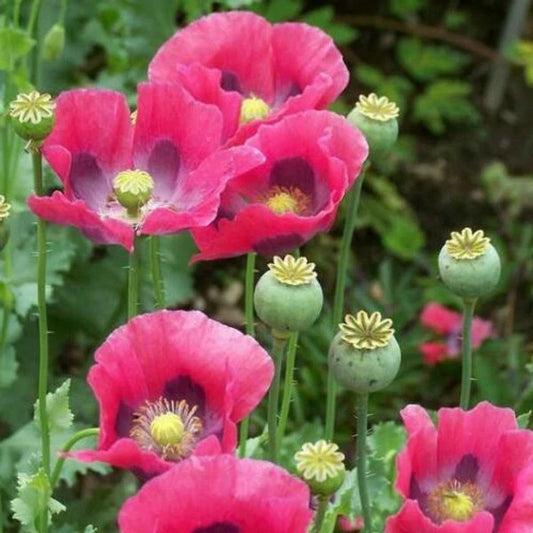 Culinary Poppy Seeds - 1000+ Non-GMO Pink/Purple PEPPERBOX - Papaver somniferum