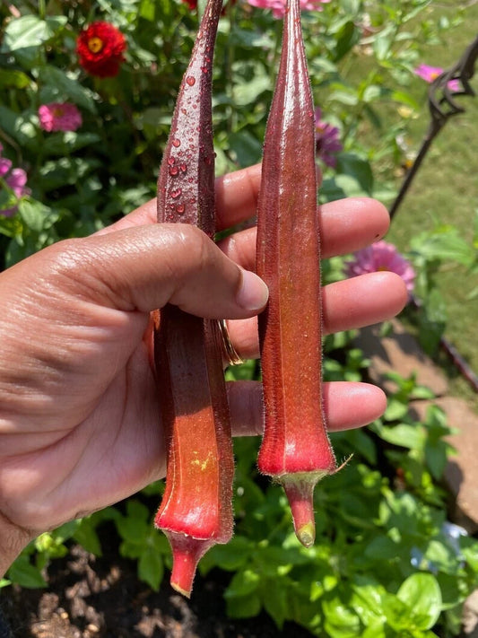 500+ Red Burgundy Okra Seeds - Non-GMO Heirloom - Fresh Organic Seeds - Abelmoschus esculentus
