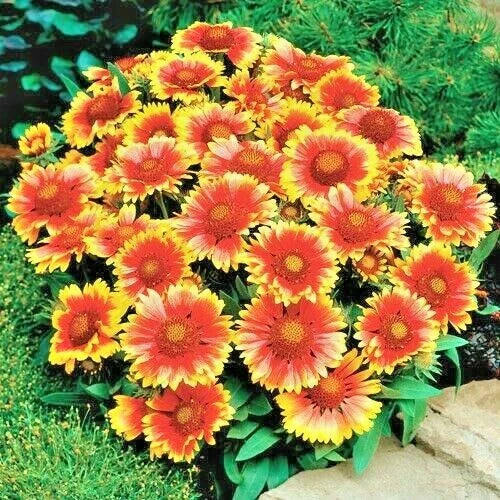 Blanket Flower Seeds - 1000+ Perennial Native Wildflower for Drought & Heat Tolerance - Gaillardia aristata