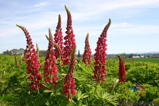 25+ Russell Red Lupine Seeds for Garden Planting, Lupinus polyphyllus, USA Grown, Free Shipping