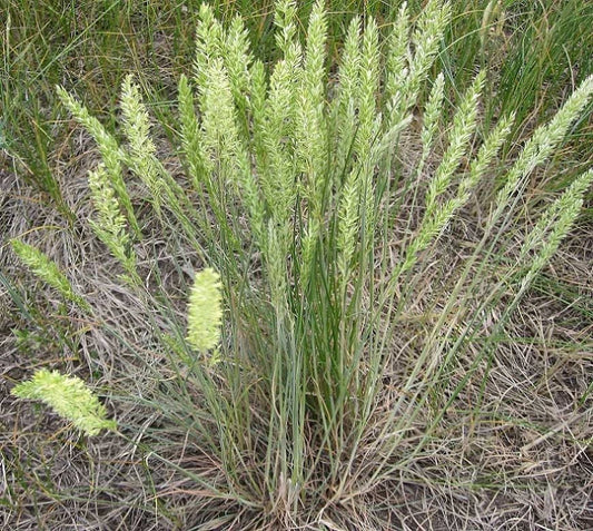 June Grass Seeds - 250 Seeds - Perennial Ornamental - Koeleria macrantha - GroCo* USA - Buy 15, Ships Free