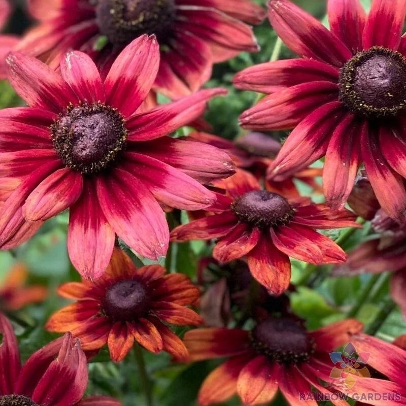 Cherry Brandy Rudbeckia Seeds - 200+ Non-GMO Garden Seeds for Planting - Rudbeckia hirta - USA