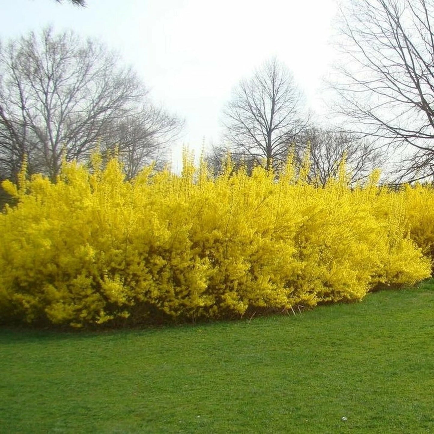 Forsythia Cuttings - 10 Pieces, 5-8 Inches Long, Root in Water or Soil - Forsythia spp.