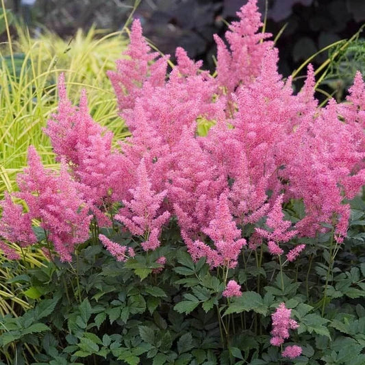 Astilbe Plant 2-Year-Old Pink Flowers Fully Rooted (Astilbe spp.)