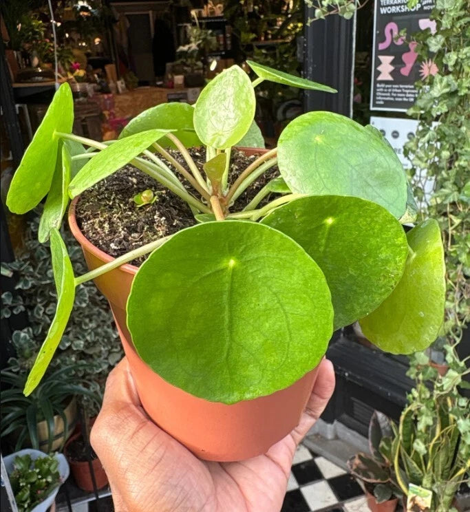 Chinese Money Plant Set - 4-7" Tall - Pilea Peperomioides - No Pot