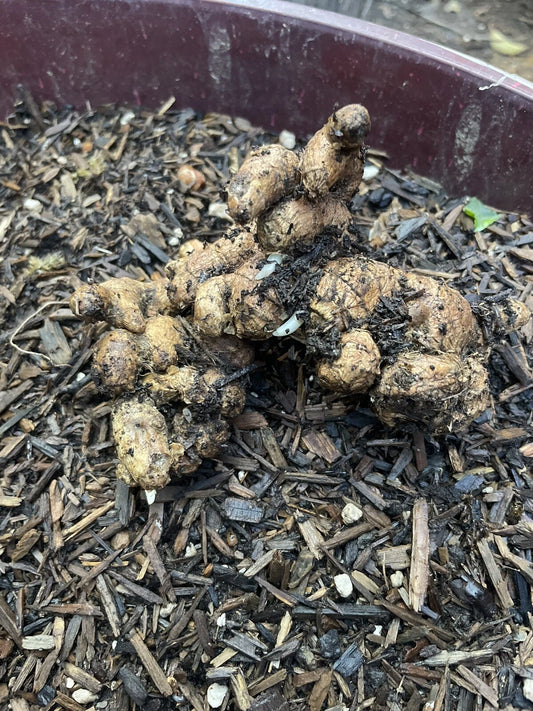 Black Ginger Roots for Planting - 2 Roots - Zingiber zerumbet - Organic Herbal Planting Material