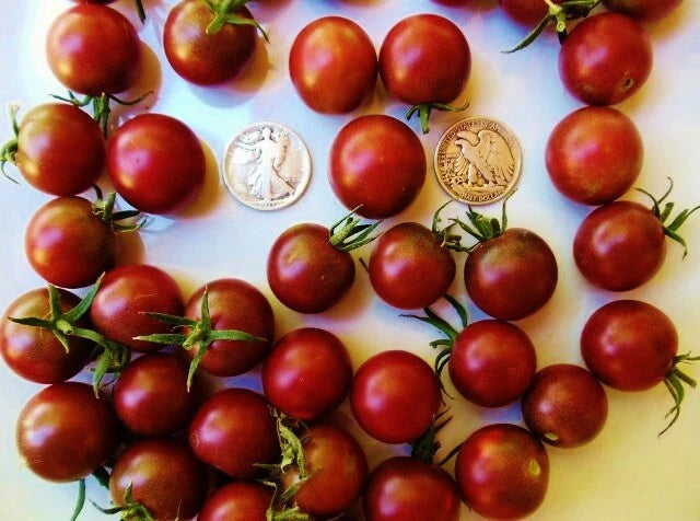 Black Cherry Tomato Seeds - Super Sweet Variety - 30 Seed Pack - Heirloom Tomato (Solanum lycopersicum)