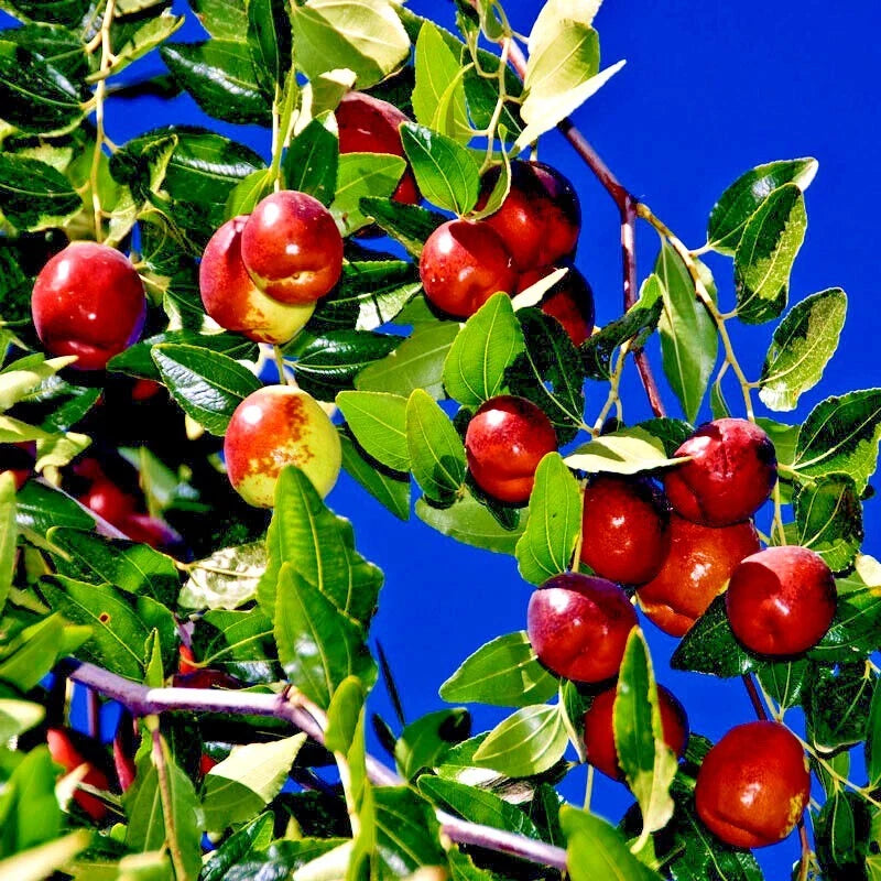 10 Jujube Fruit Tree Seeds - Red Chinese Date, Indian Plum, Superfruit, Fast Growing, Hardy - Ziziphus jujuba