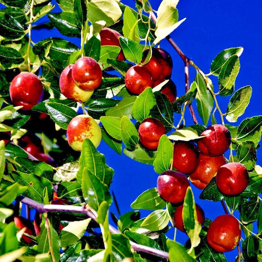10 Jujube Fruit Tree Seeds - Red Chinese Date, Indian Plum, Superfruit, Fast Growing, Hardy - Ziziphus jujuba