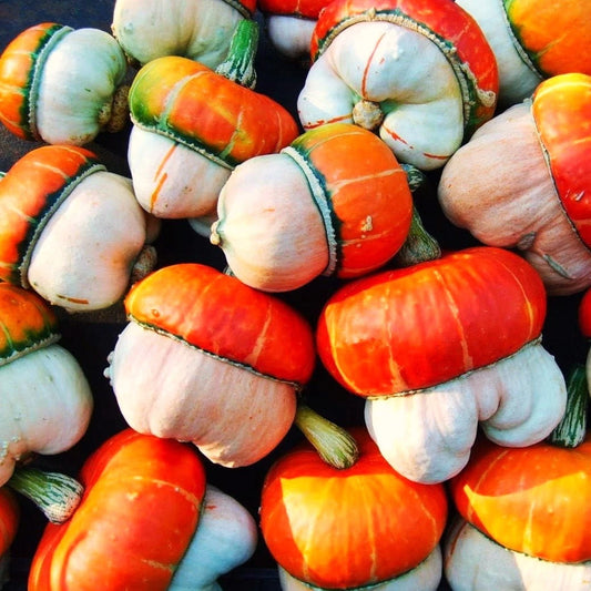 Mini Red Turban Ornamental Gourd Seeds - Elf Houses Miniature - Cucurbita maxima