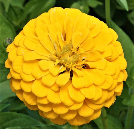 Canary Bird Zinnia Seeds - Non-GMO, 100+ Seeds, Colorful Annual Flower, Zinnia elegans