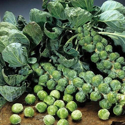 Brussel Sprouts Seeds, 100 Seeds, Catskill Green Variety, Brassica oleracea