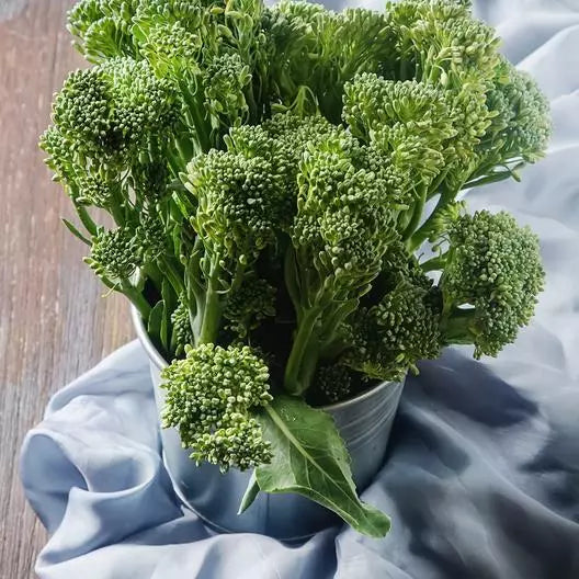Broccoli Seeds 2000 Count Waltham 29 Non-GMO Heirloom Seeds | Brassica oleracea