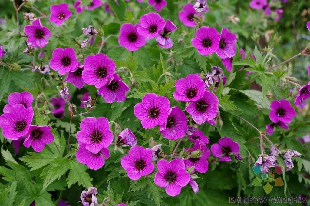 Bressingham Flair Geranium Seeds - 25+ Pack for Garden Planting - Pelargonium x hortorum - USA