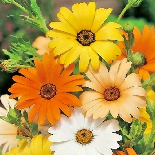 African Daisy Seeds Mix - 200+ White, Orange, Yellow, Apricot - Drought Tolerant Annual - Dimorphotheca spp.