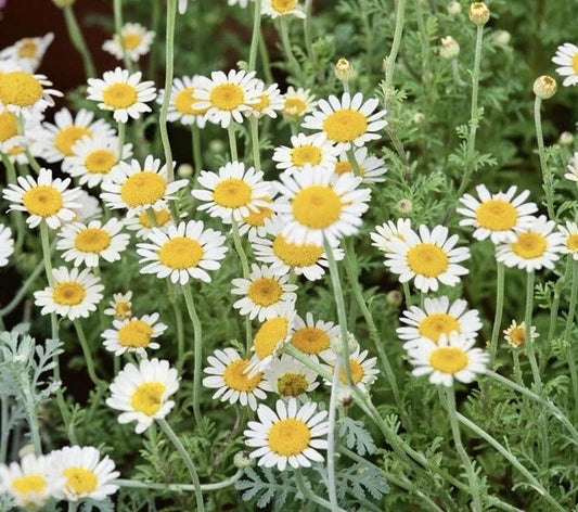 3000+ German Chamomile Seeds - Medicinal Herb, Fragrant Groundcover, Annual - Matricaria chamomilla - USA