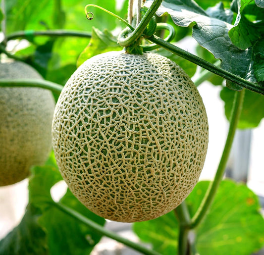 Cantaloupe Seeds (100+ Seeds) - Hale Variety, Made in USA, Ships from Iowa - Cucumis melo