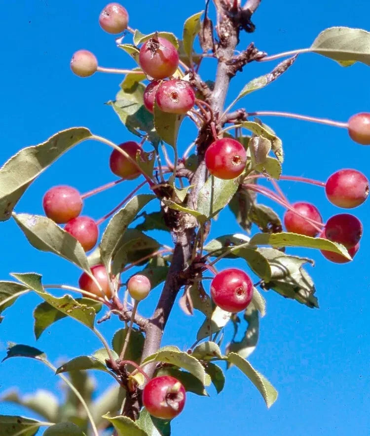 Adirondack Crabapple Seeds - 25+ Pack for Garden Planting - Malus coronaria - USA Grown, Free Shipping