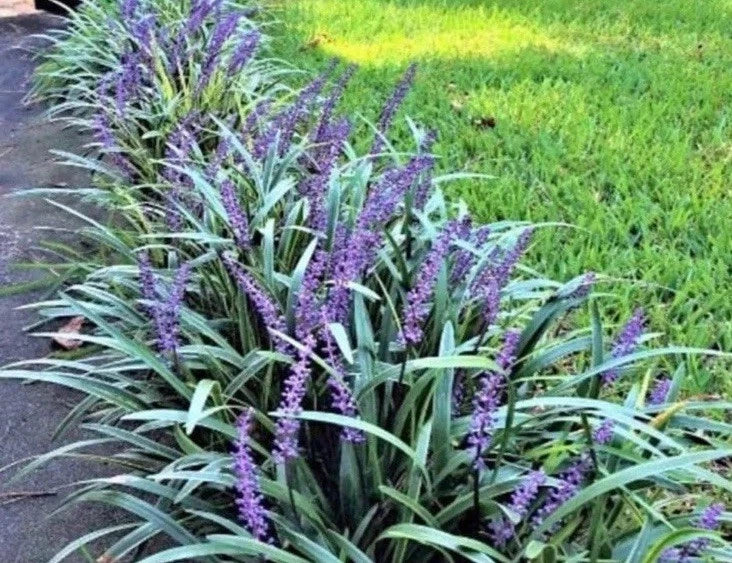 Monkey Grass Bare Root Plants, Big Blue Variety, Clumping Ground Cover, Liriope Spicata, 50 Count