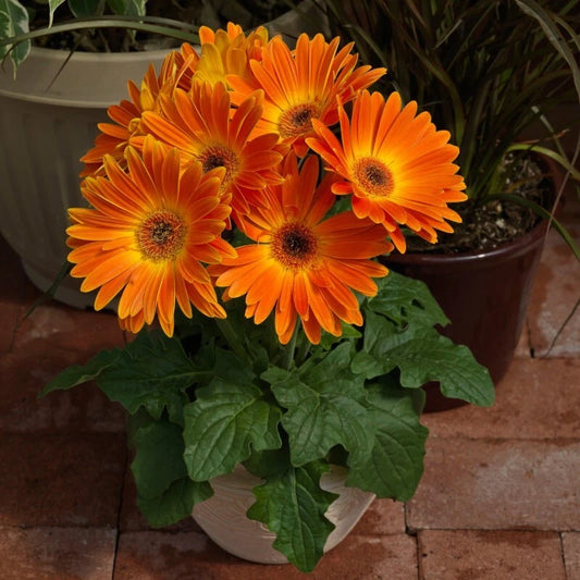 Majorette Gerbera Daisy Seeds - 200+ Count for Garden Planting - Vibrant Colors - Ideal for USA Gardens