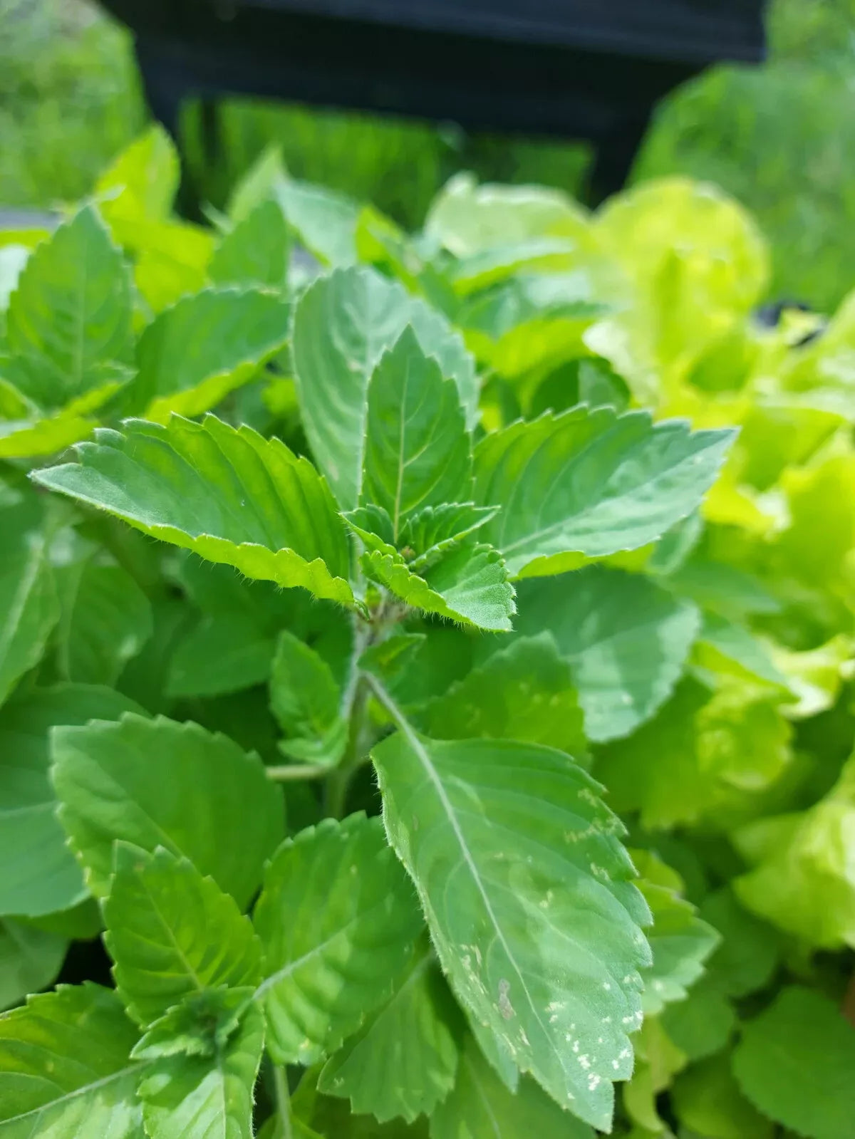 Holy Basil Seeds - Green Leaf, NON-GMO Rama Tulsi, Ayurvedic Herb, Organic Gardening, Medicinal Plant