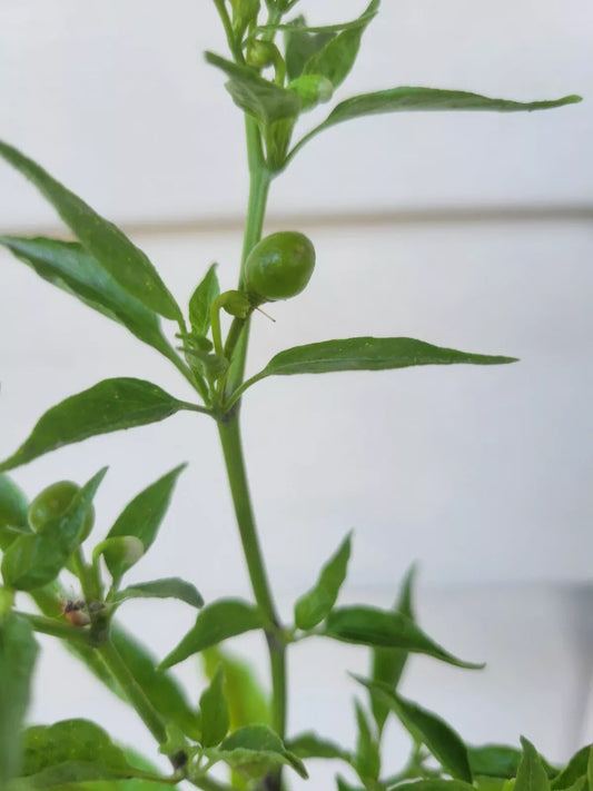 Chile Pequin Hot Pepper Plant - 1 Plant - Tepin Petin - Capsicum annuum