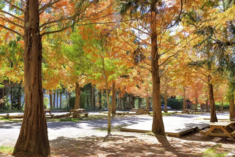 Bald Cypress Tree Seedlings - 1 Gallon - Taxodium distichum - Ideal for Planting, Not Shippable to California