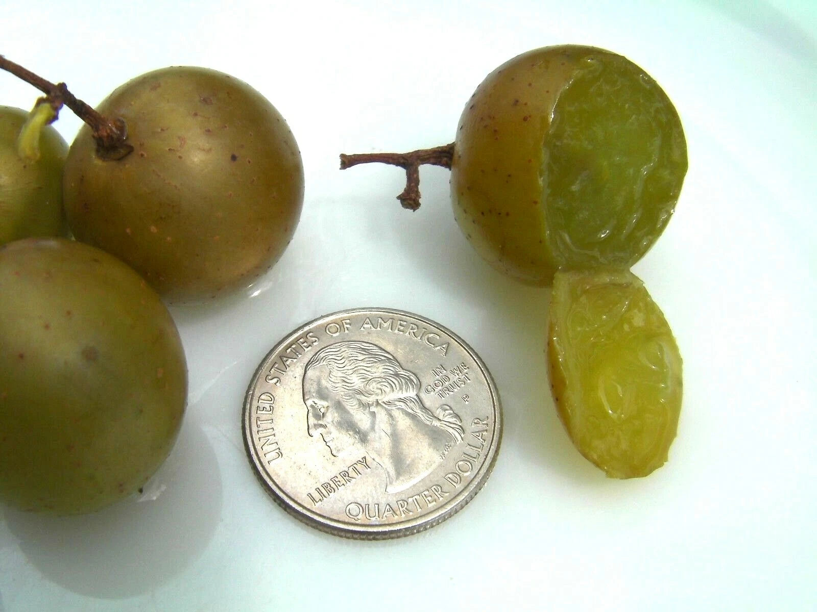 Organic Carlos Muscadine Grape Seeds - 100 Count - Large Bronze - Vitis rotundifolia - Great Taste for Eating