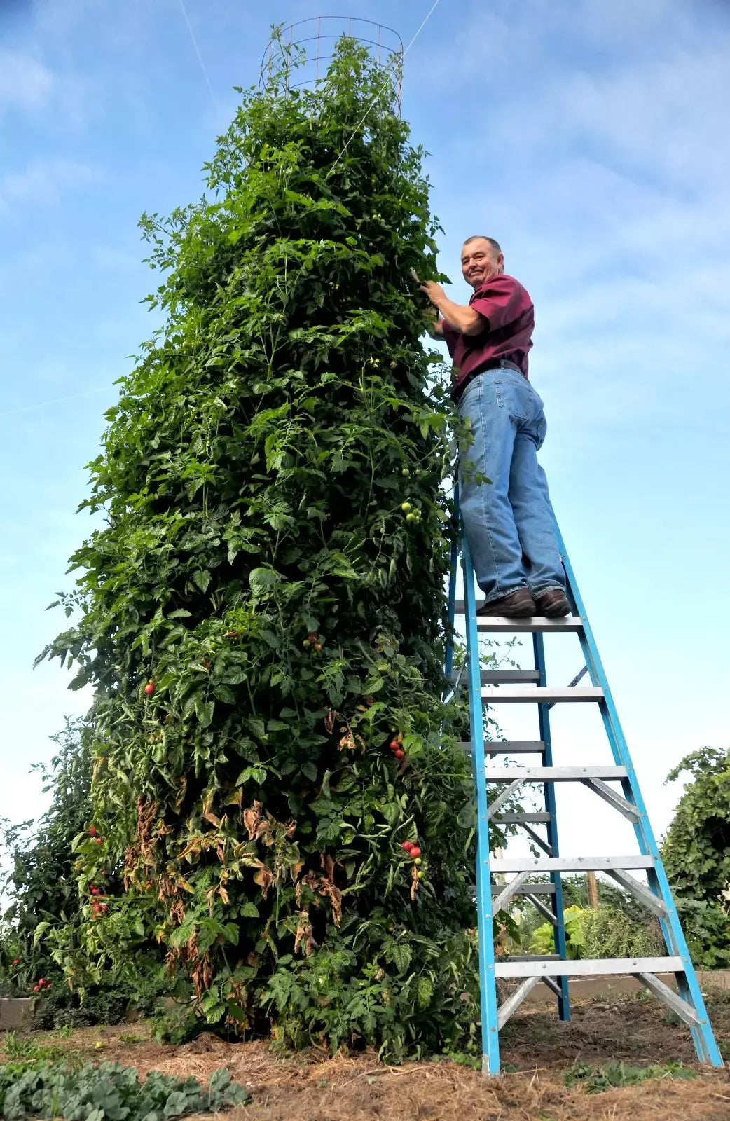 Trip L Crop Tomato Seeds - 30+ Seeds - Huge Rare Tomato Tree (Solanum lycopersicum) - 15 Foot Vines