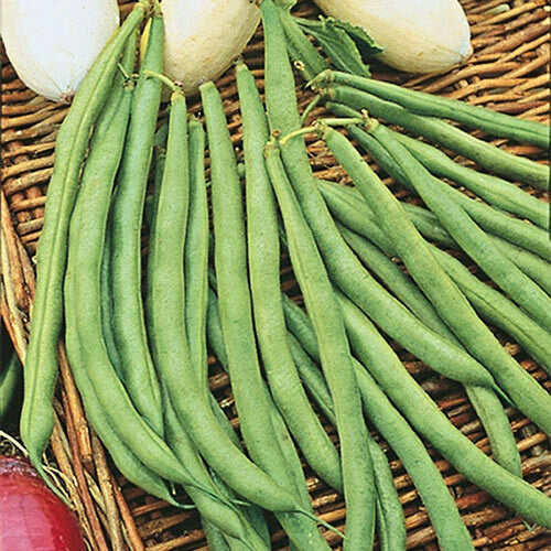 Topcrop Bush Bean Seed 50+ - Snap Bush Bean (Phaseolus vulgaris) - High Yield, Non-GMO, Garden Vegetable Seed