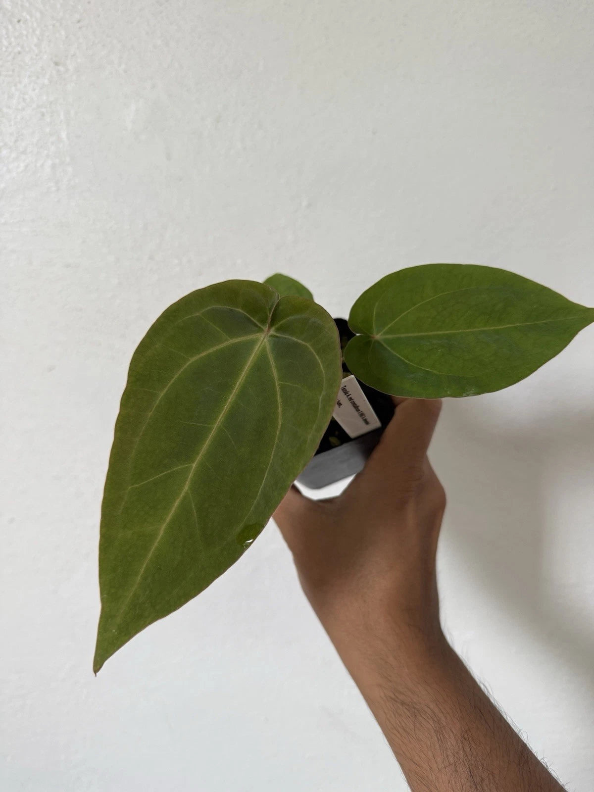 Anthurium Plant - Velvet Leaf - Tezula Red Crystallinum X NSE Dressleri - Tropical Houseplant