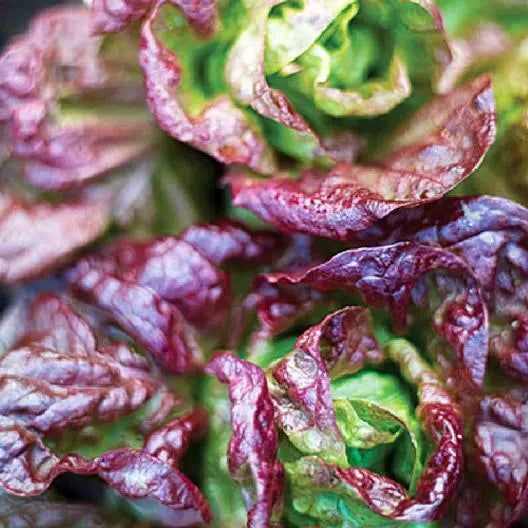 Marvel of Four Seasons Lettuce Seeds - 600 Non-GMO Seeds - Heirloom Variety - Ideal for Home Gardening - USA Seller