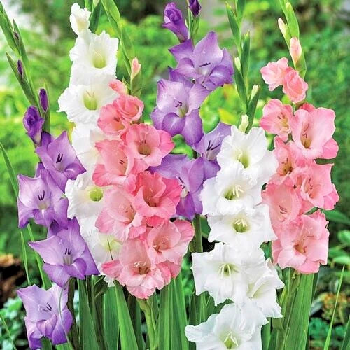 Gladiolus Bulbs 5-Pack Pastel Mix Pink Purple White Gladiolus Deer-Resistant Cut Flowers Gladiolus spp.