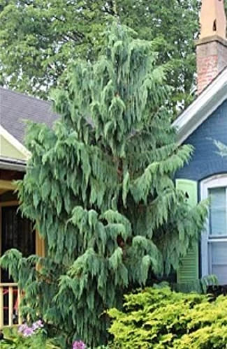 25 Weeping Cypress Pine Seeds - Hesperocyparis funebris - Non-GMO, Drought-Resistant, Evergreen Tree Seeds