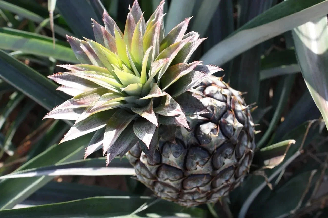 15+ Monte Lirio Pineapple Seeds - Tropical Fruit Seeds for Garden Planting - Ananas comosus - USA