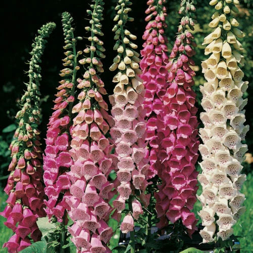 2000 Foxglove Seeds - Excelsior Mix - Shade/Sun - Digitalis purpurea - GroCo USA