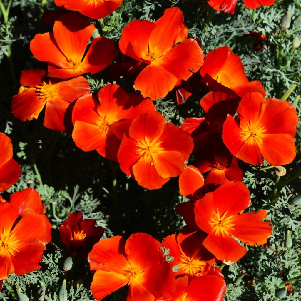 California Poppy Seeds - Red Chief Variety - Scarlet Flanders Poppies - Ideal for 2025 Planting