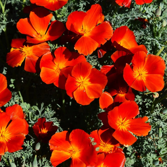 California Poppy Seeds - Red Chief Variety - Scarlet Flanders Poppies - Ideal for 2025 Planting