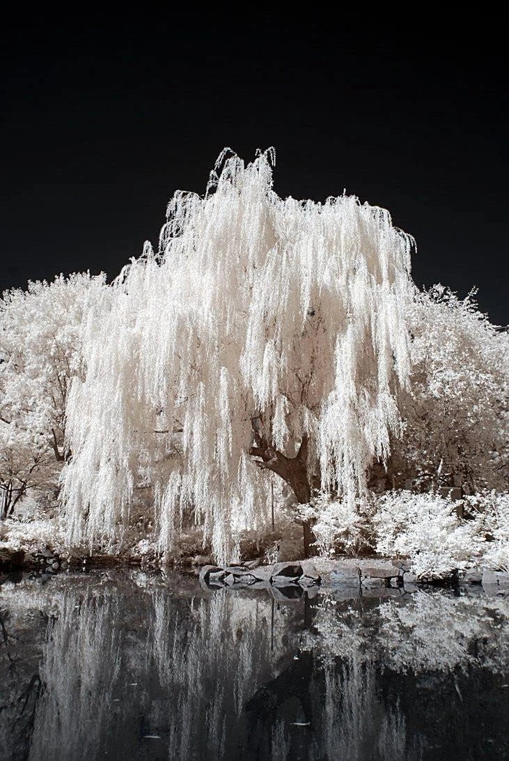 White Willow Tree - Silver Leaf - Shimmers in Sun and Moonlight - Salix alba