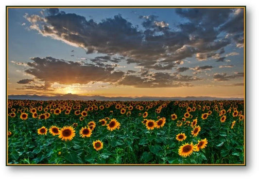 Bulk Packet Dwarf Sunflower Seeds 200 Count - Helianthus annuus - Ideal for Home Gardens and Pollinator Attracting