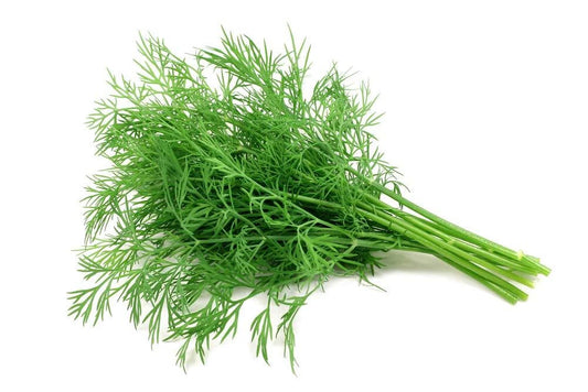 Dill Seeds 200+ Seeds Culinary Herb Anethum graveolens