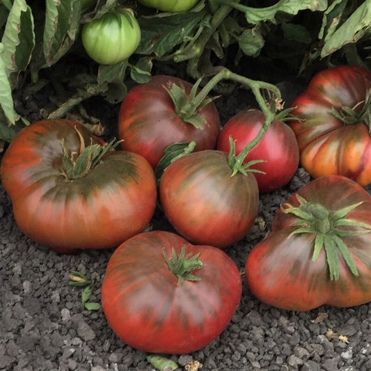 Black Brandywine Tomato Seeds 50 Ct Heirloom Non-GMO Vegetable Seeds - Lycopersicon lycopersicum, USA